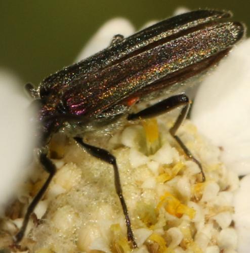 Oedemera sp.